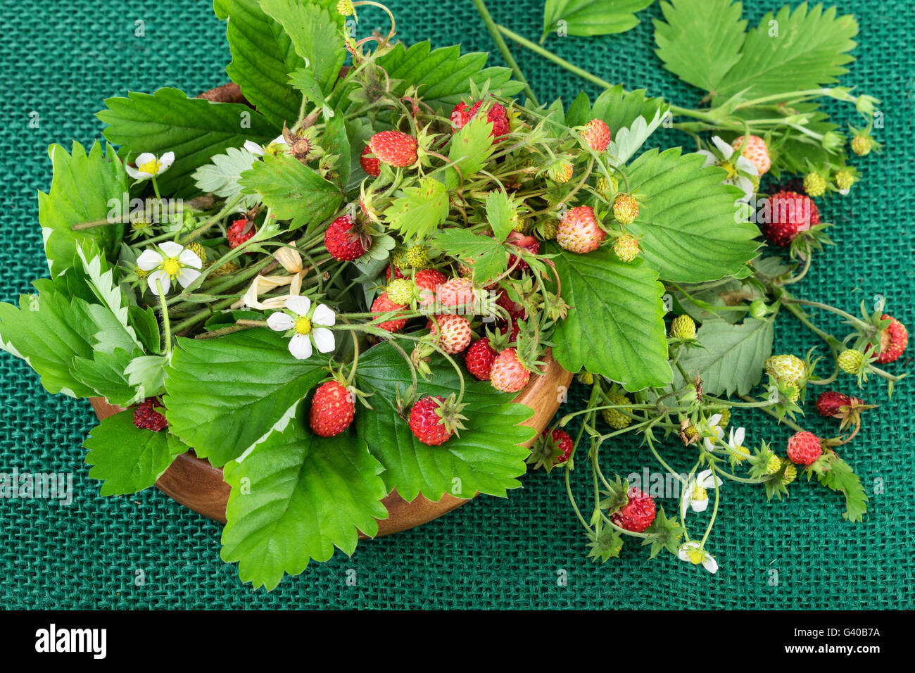 Wild strawberry or woodland strawberry on jute fabric background. Stock Photo