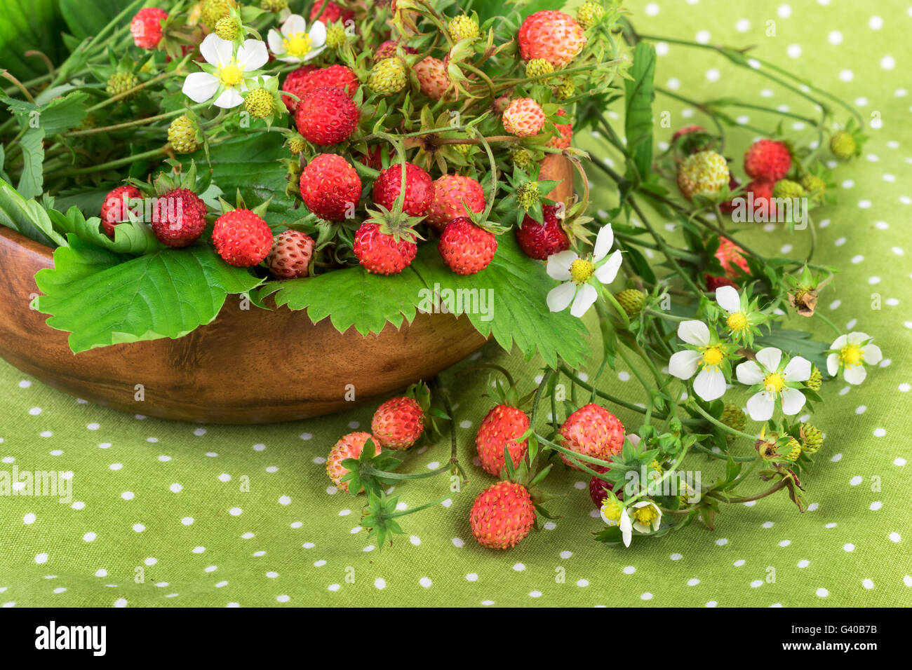 Wild strawberries on green polka dot background. Bowl with woodland strawberries on rustic background. Stock Photo