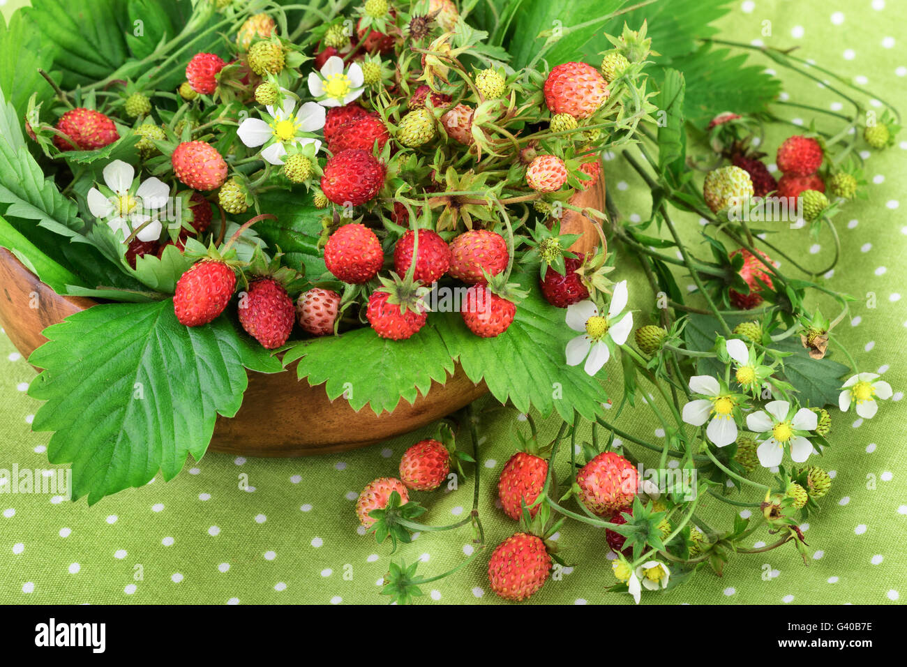 Wild strawberry on green polka dot background. Stock Photo