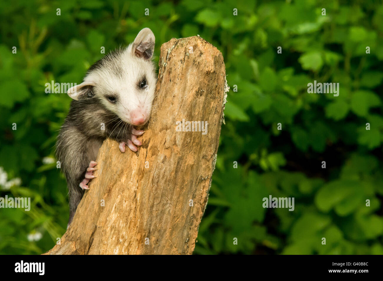 Opossum baby hires stock photography and images Alamy