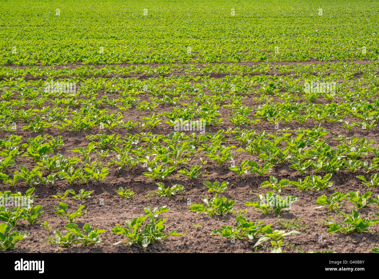 Landscape view of a freshly growing cabbage field. Stock Photo