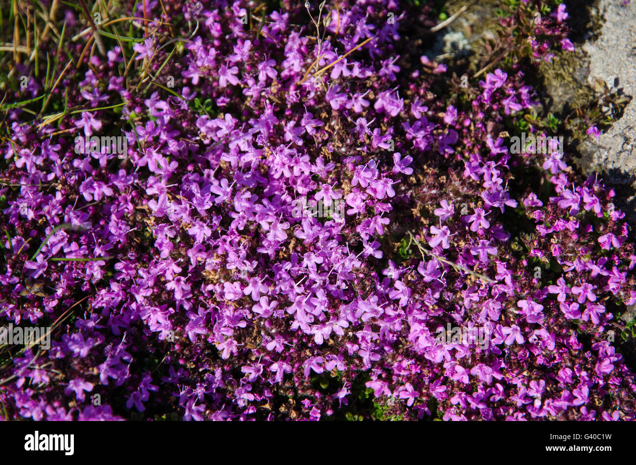 Thyme flowers hires stock photography and images Alamy
