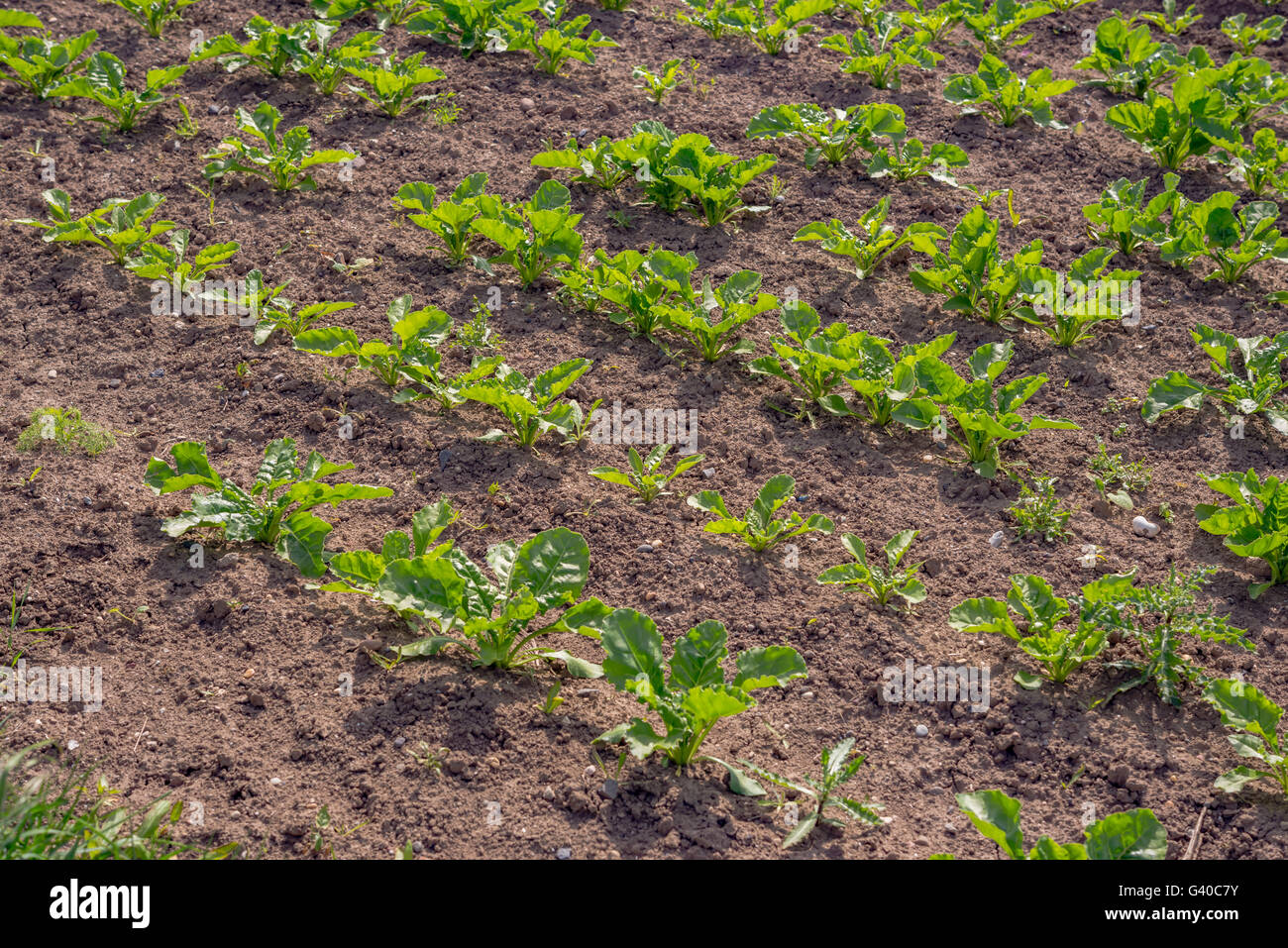 Landscape view of a freshly growing cabbage field. Stock Photo