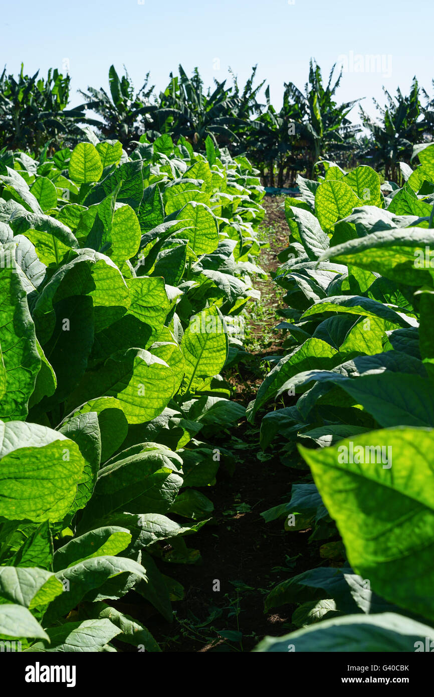 tobacco industry analysis Tobacco Market Report 2026–2032: Global Industry Analysis