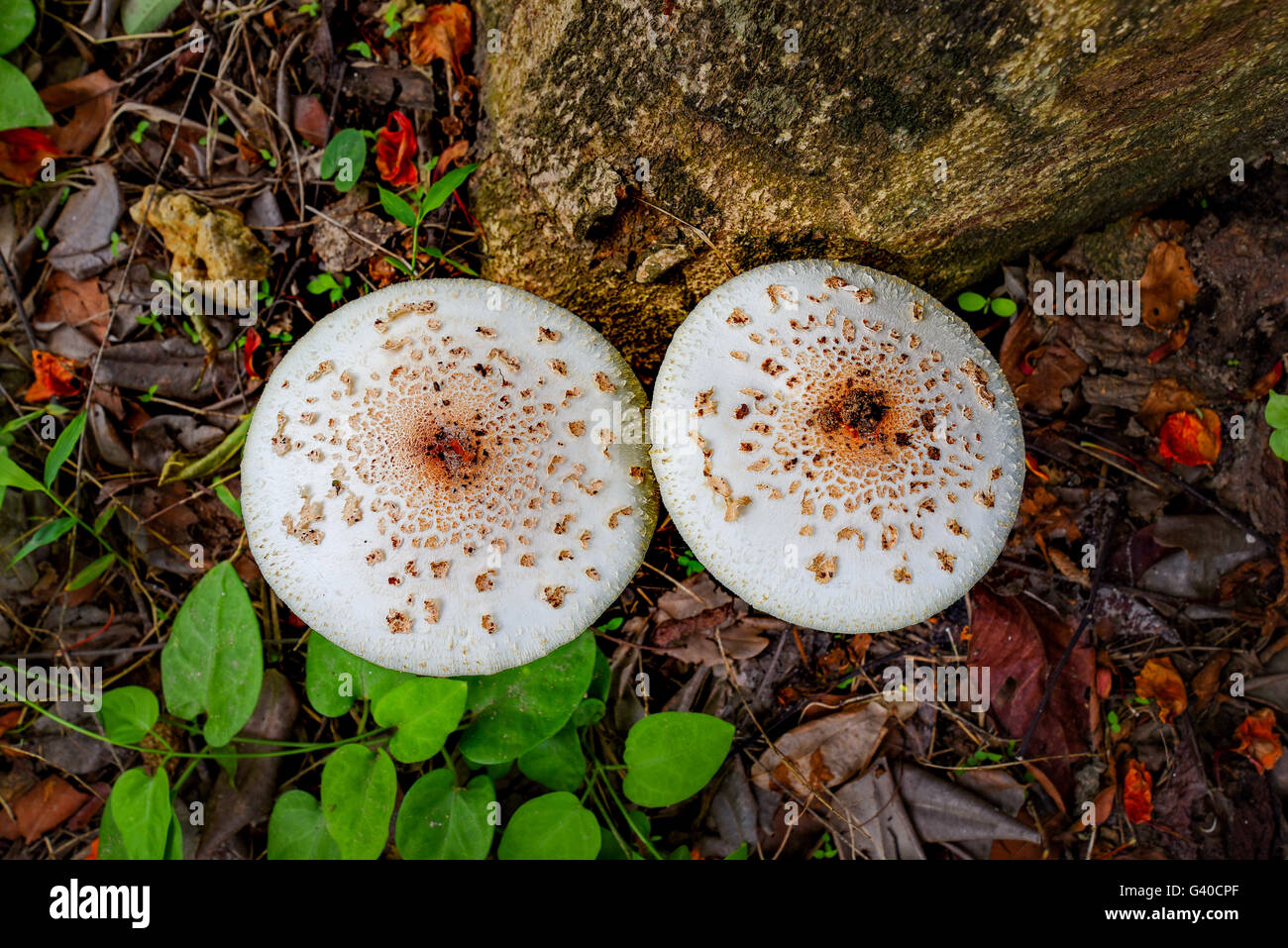Mushroom Poisoning Hi Res Stock Photography And Images Alamy