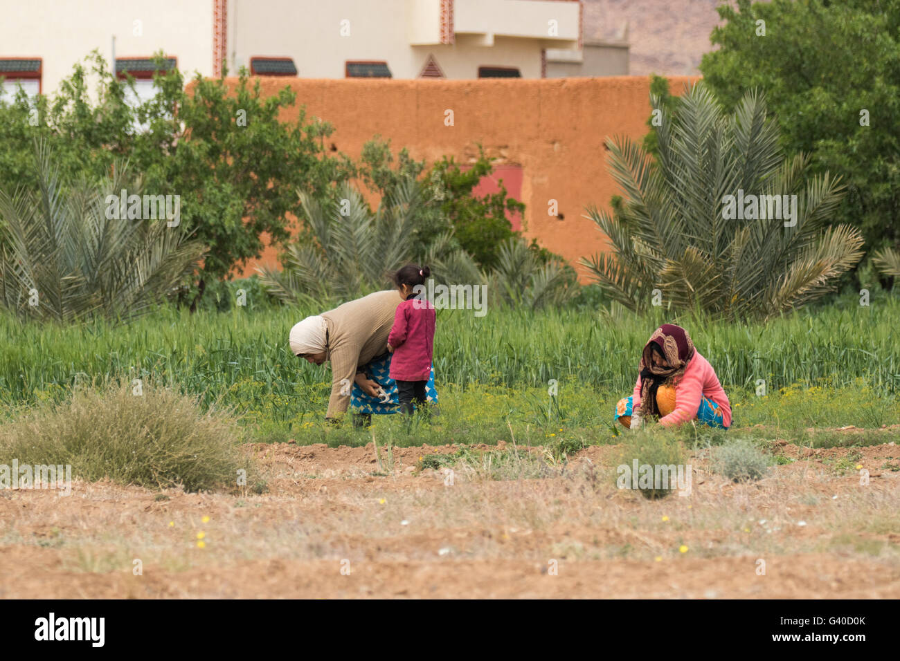 Two peasant women and child in rural Morocco gathering crops. Stock Photo