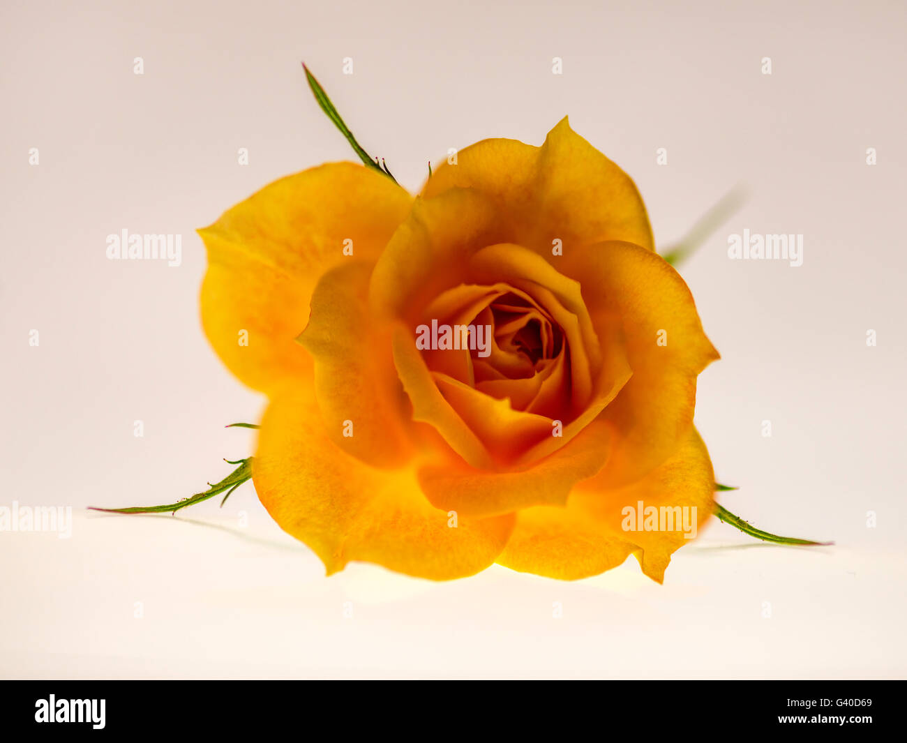 Yellow English Rose. This yellow English Rose has been isolated and ...