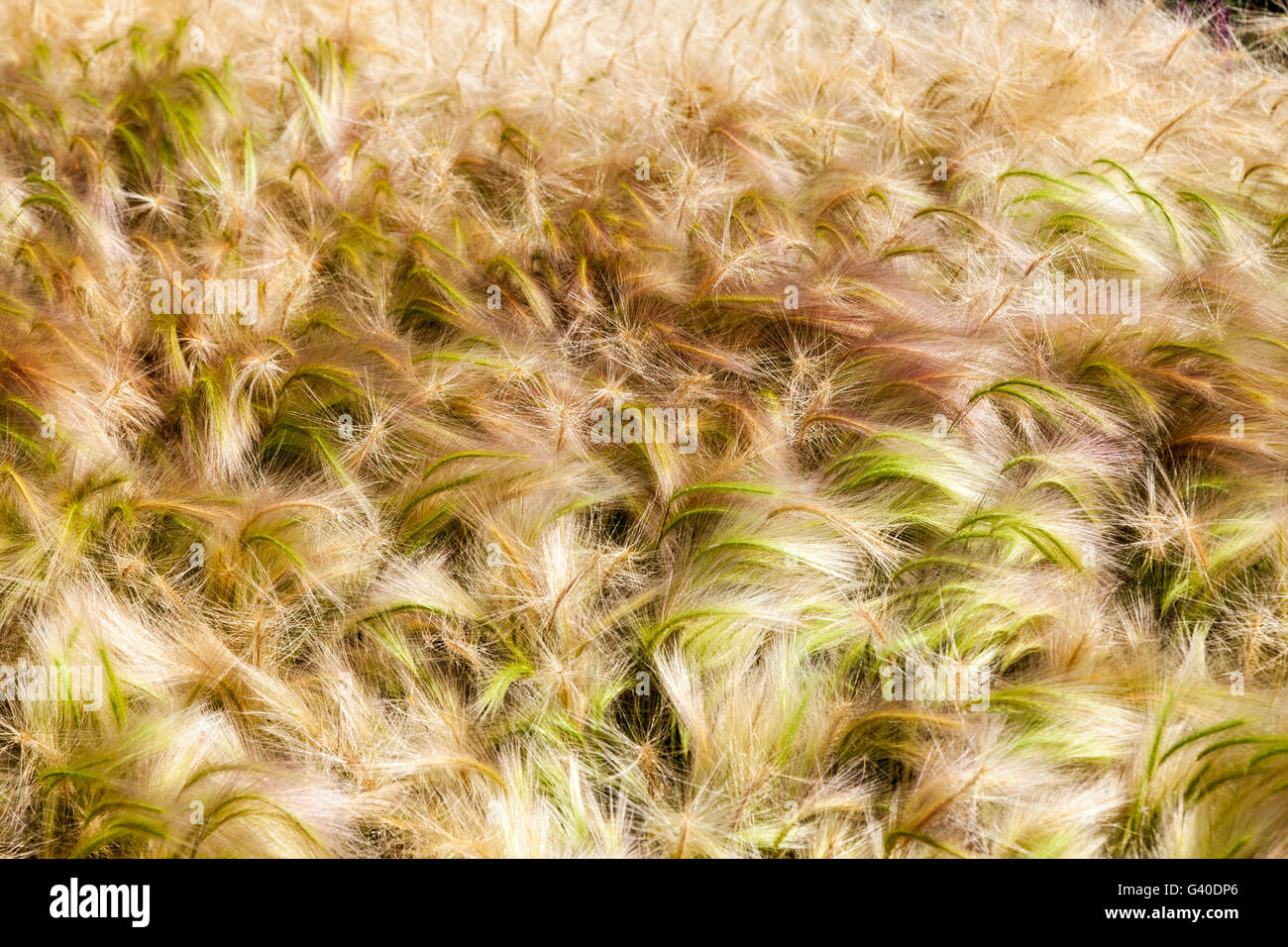 Close up of ornamental grasses called Foxtail Barley (Hordeum jubatum) Stock Photo