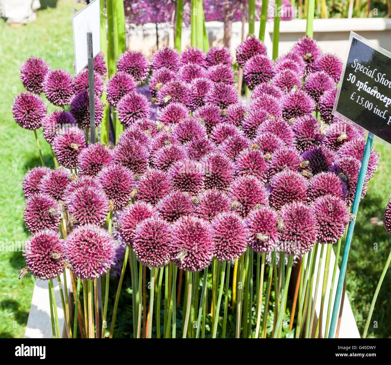 The pink purple flower heads of Allium sphaerocephalon or ornamental onion Stock Photo