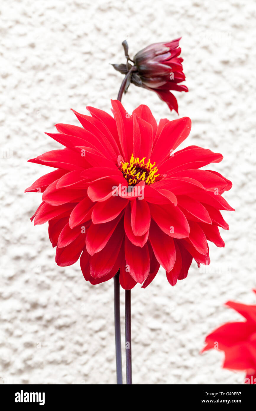 A scarlet flower head of Dahlia 'Bishop of Llandaff' Stock Photo