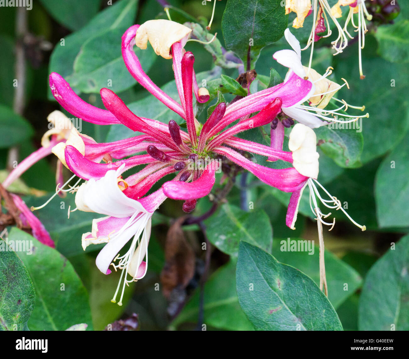 A flower of a red and cream coloured Honeysuckle plant Lonicera caprifolium or the Italian woodbine Stock Photo