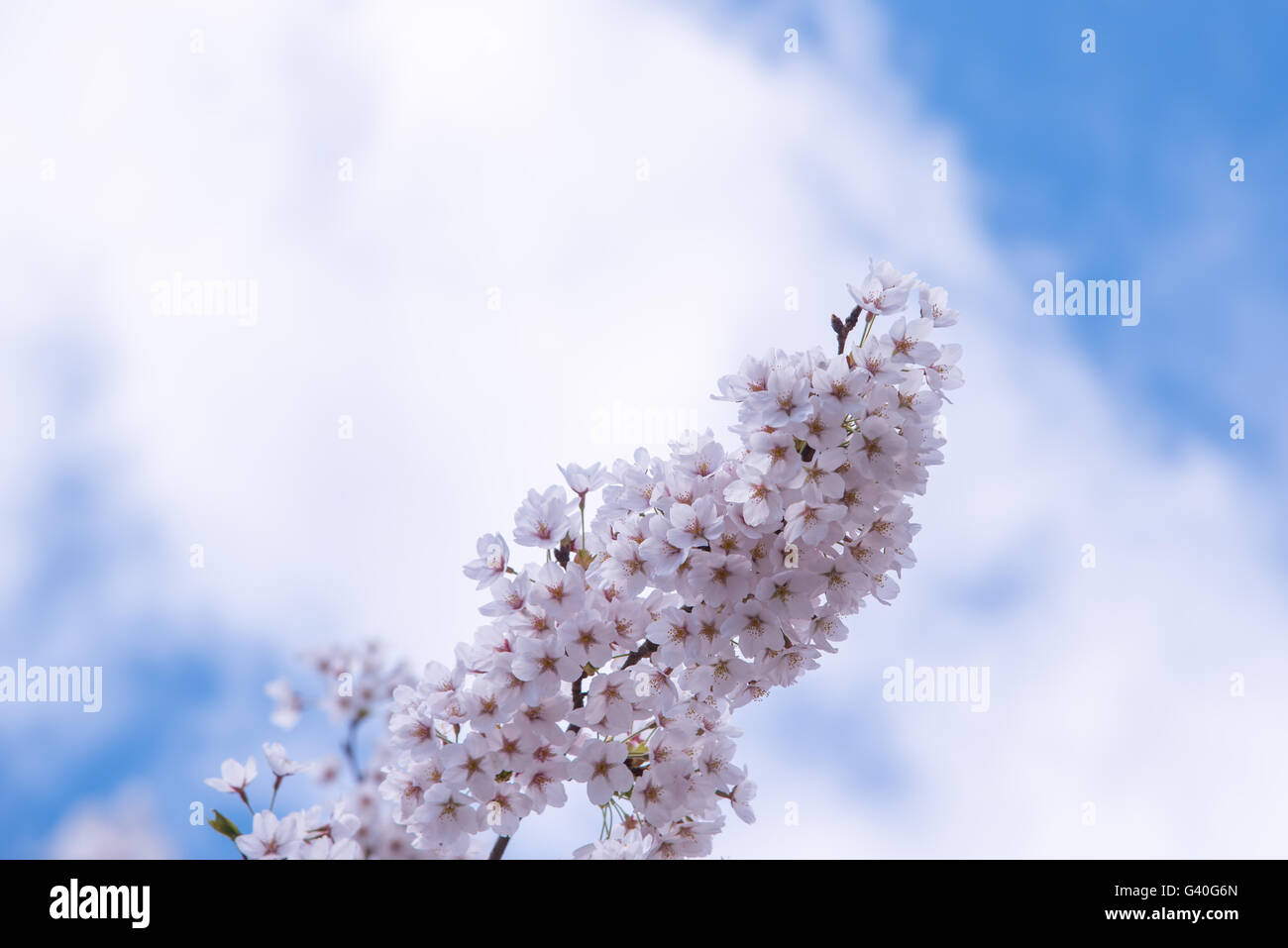 Cherry blossom soft focus hi-res stock photography and images - Alamy