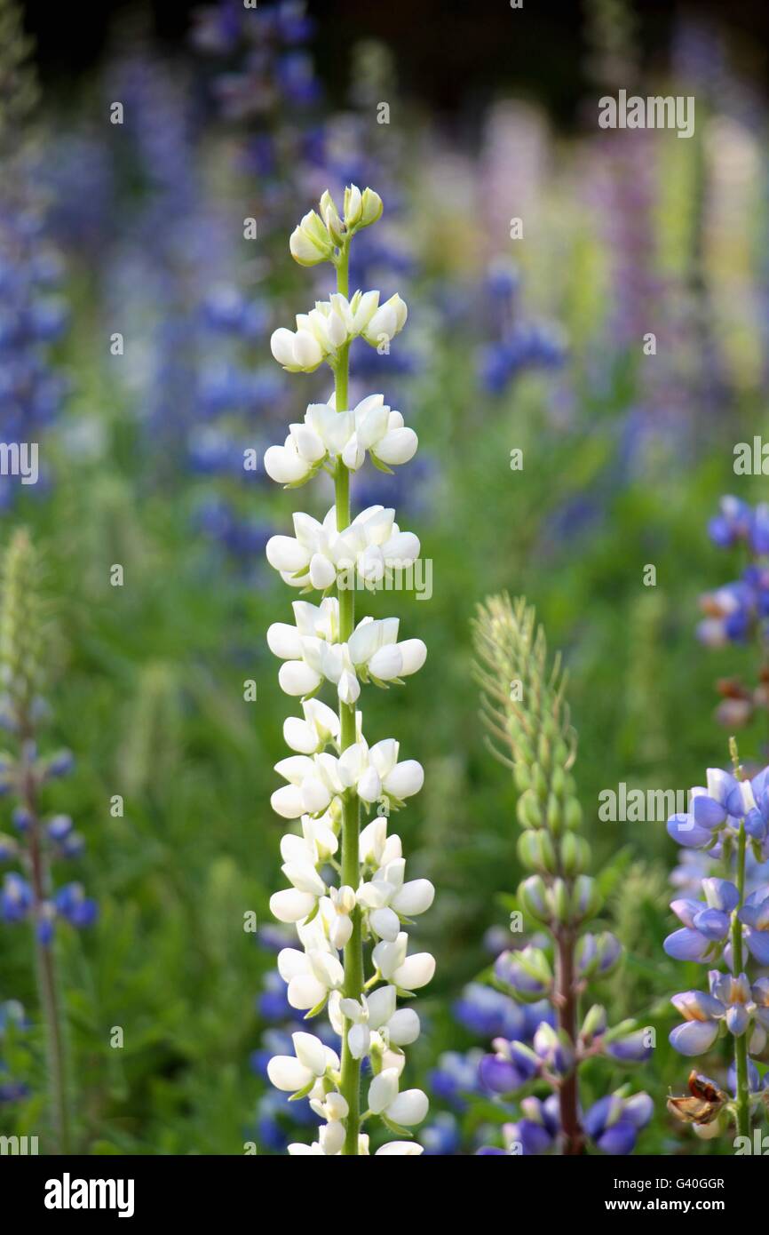 White Bluebonnet flower (Lupinus texensis) in garden Stock Photo
