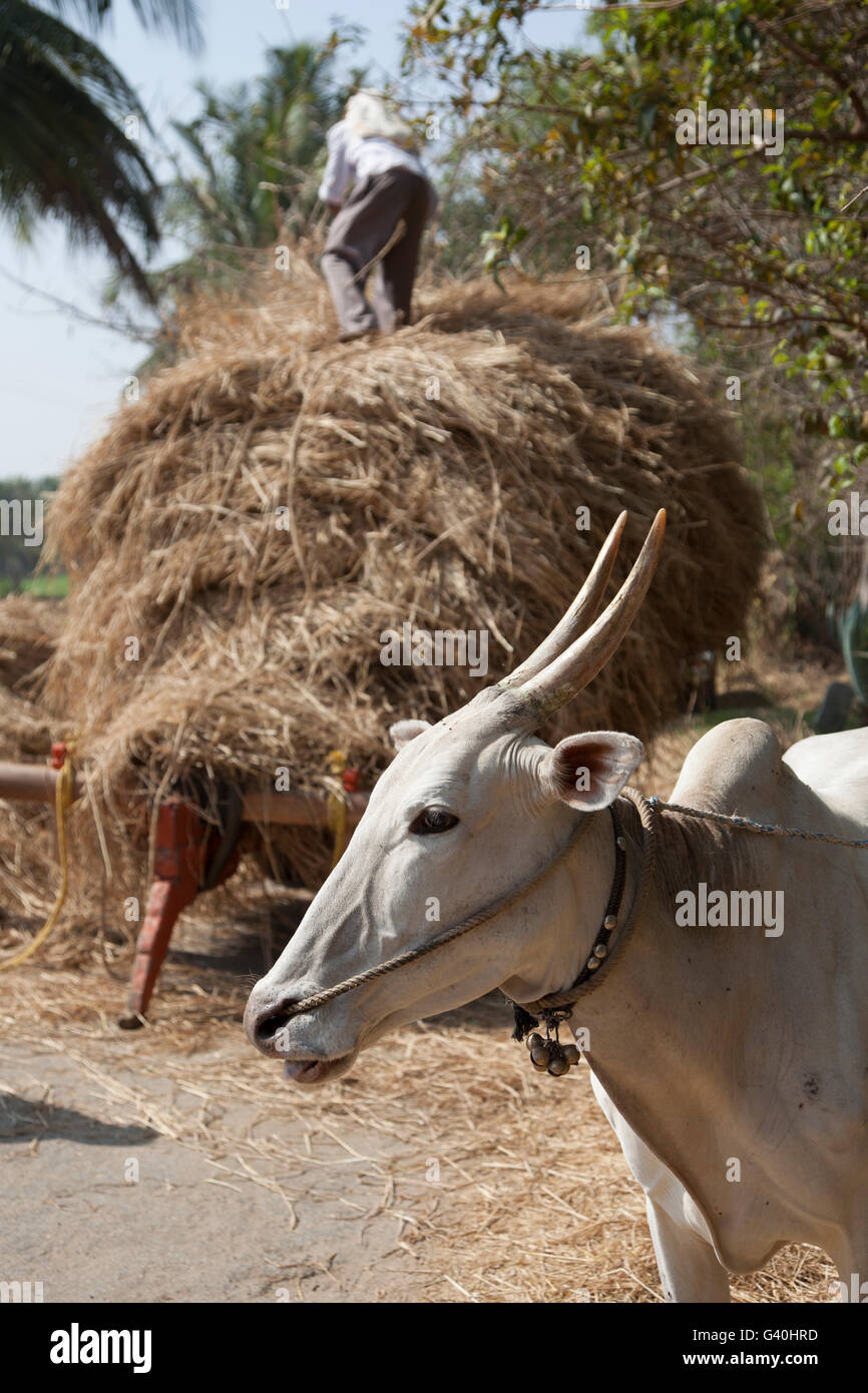 Bullock cart carrying hay in rural area in Tamil  Nadu India 2009. For editorial use only Stock Photo