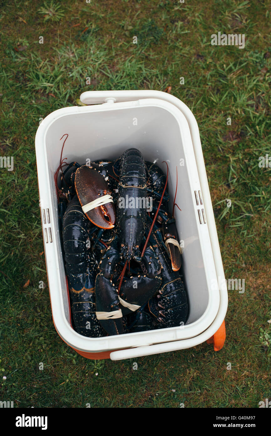 Fresh lobsters in a plastic container Stock Photo