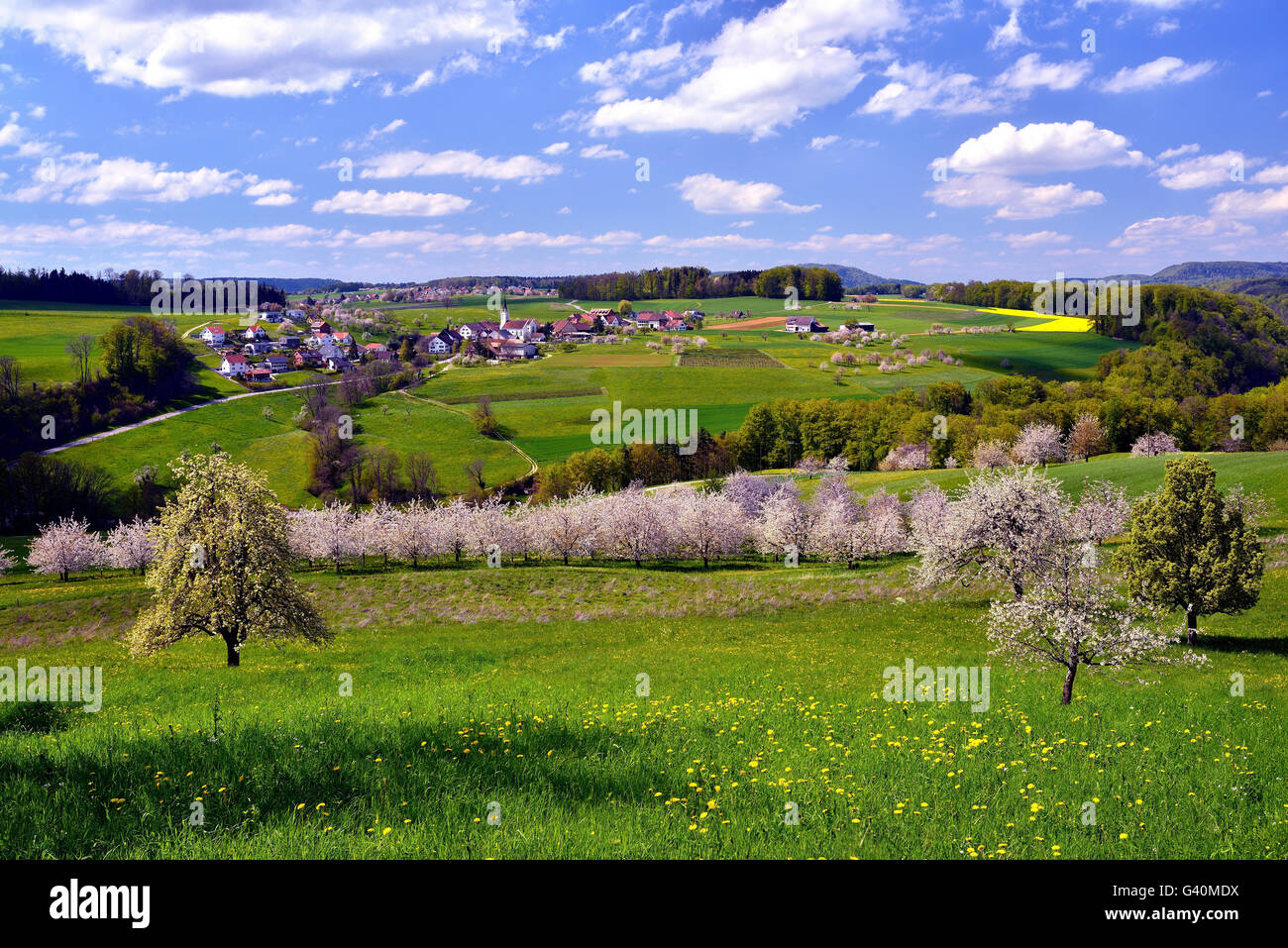Landscape with blossoming cherry trees, Kilchberg, Canton of Basel-Landschaft, Switzerland Stock Photo