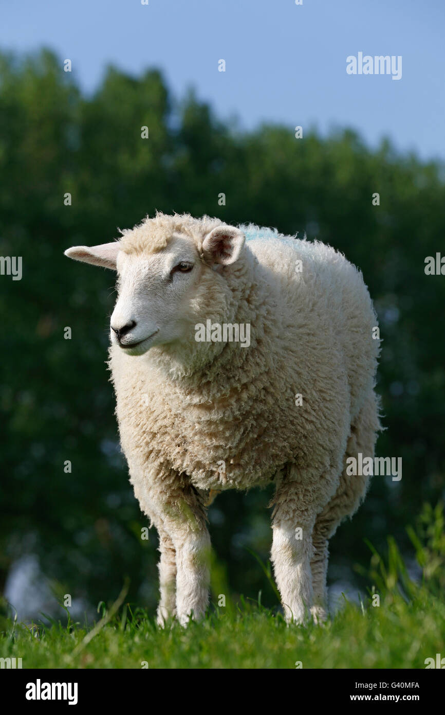 Young sheep (Ovis orientalis aries) in meadow, Elbdeich, Wedel Marsh, Schleswig-Holstein, Germany Stock Photo