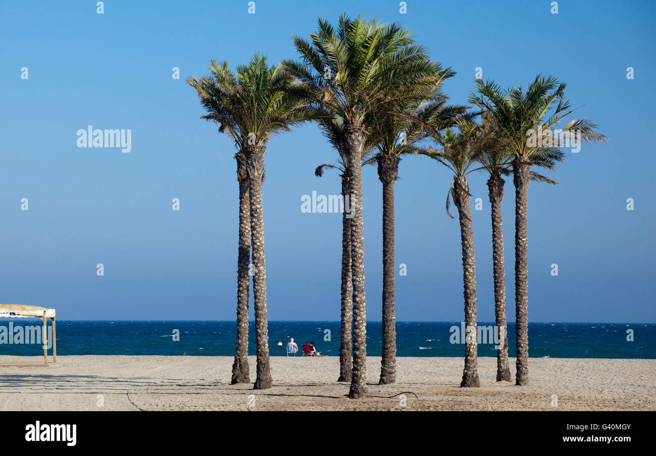 Palm trees at the beach, Roquetas de Mar, Costa de Almeria, Andalusia, Spain, Europe Stock Photo