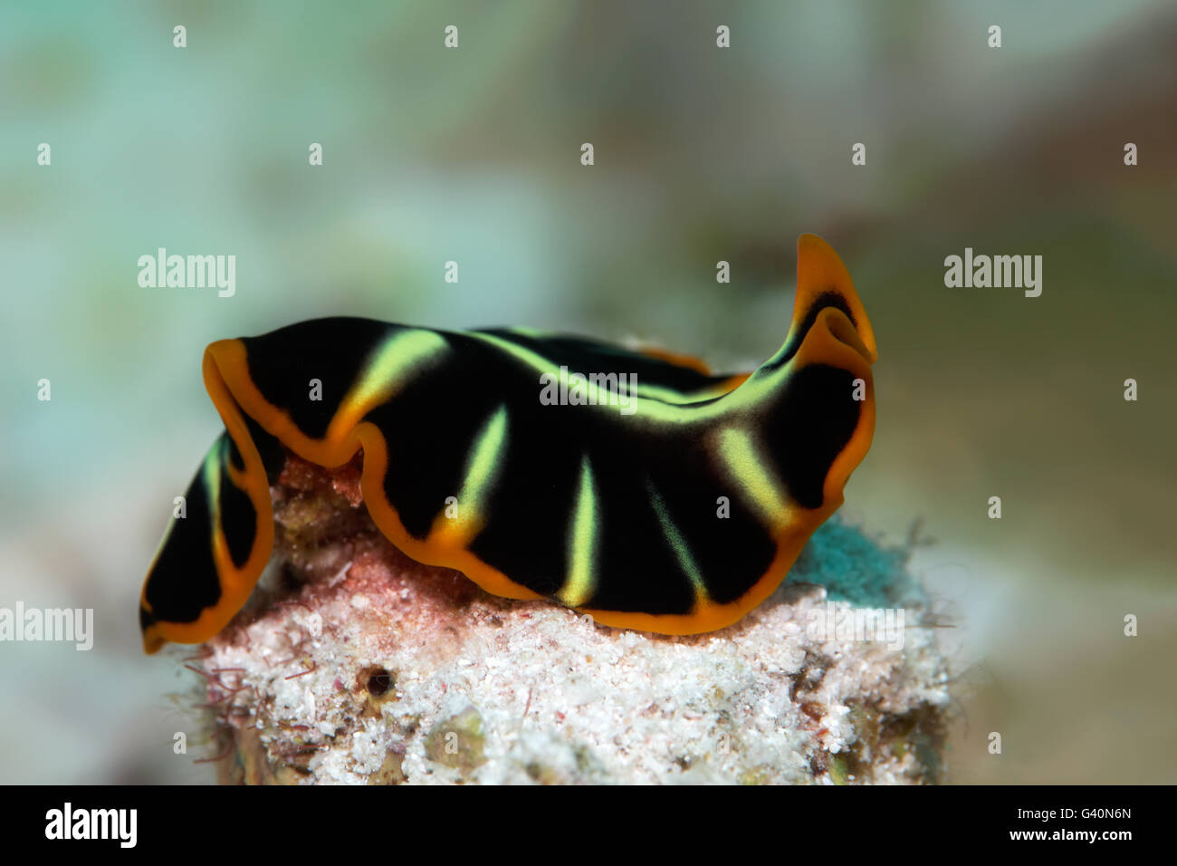 Divided flatworm (Pseudoceros cf dimidiatus), Wakatobi Island, Tukang Besi Archipelago, Wakatobi National Park Stock Photo
