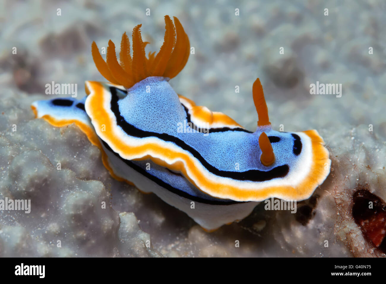 Sea slug, nudibranch (Chromodoris annae), Wakatobi Island, Tukang Besi Archipelago, Wakatobi National Park Stock Photo