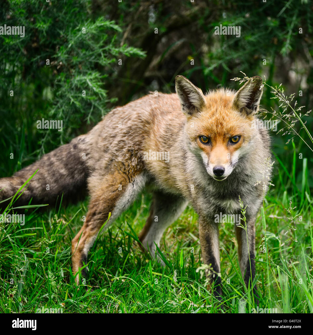 Beautiful male fox in long lush green grass of Summer field Stock Photo