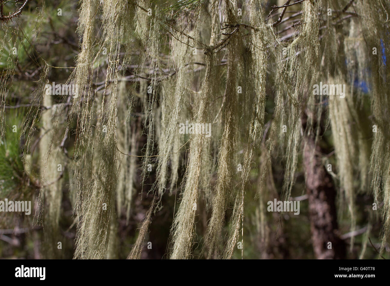 Long hair of Usnea barbata. Old pine forest in Tenerife, Canarian island Stock Photo