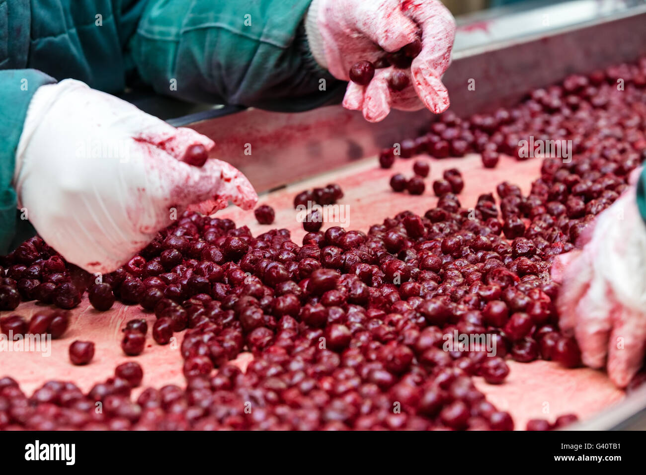 frozen sour cherries in sorting and processing machines Stock Photo Alamy