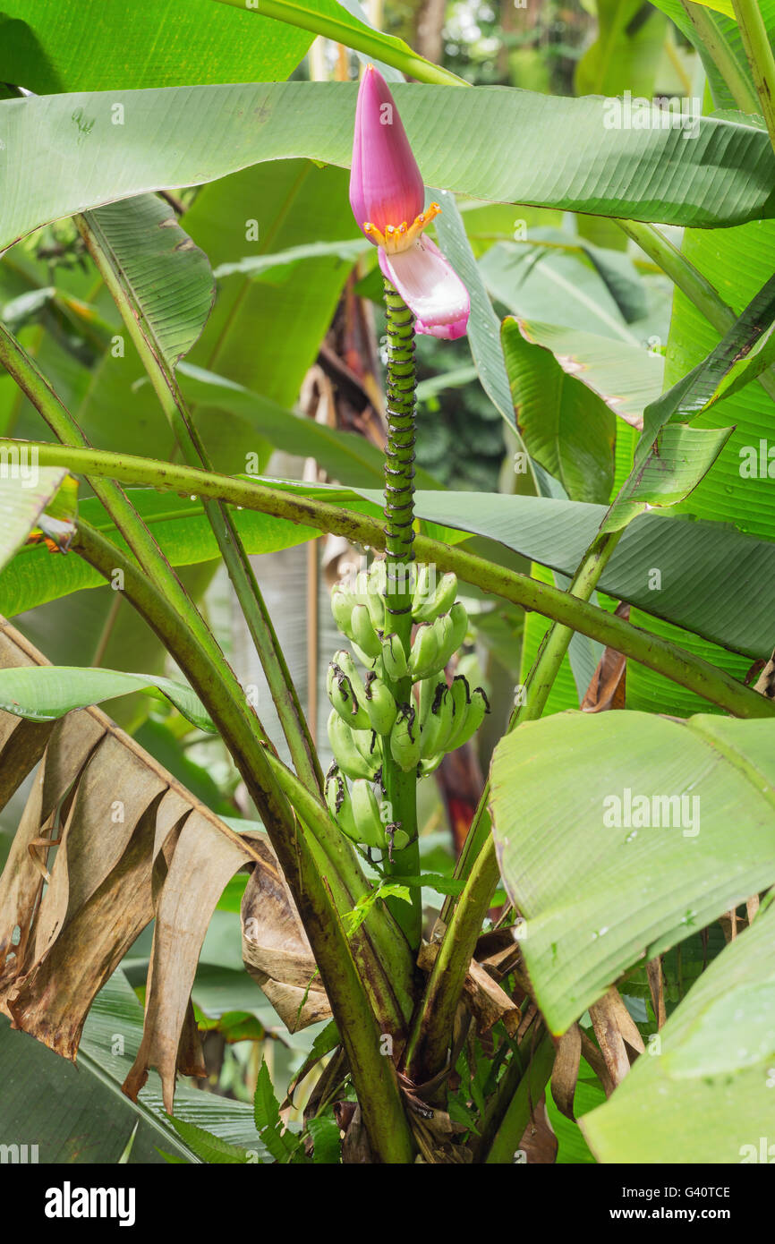 Banana plant with fruit and flower Stock Photo Alamy