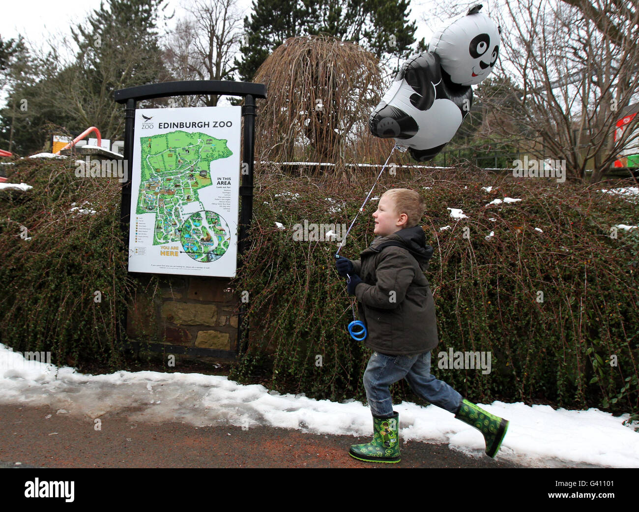 5-year-old Josh Gibson holds a giant panda balloon at Edinburgh Zoo, after it was announced giant pandas Tian Tian and Yangguang, a breeding pair born in 2003, will be coming to Edinburgh Zoo. Stock Photo