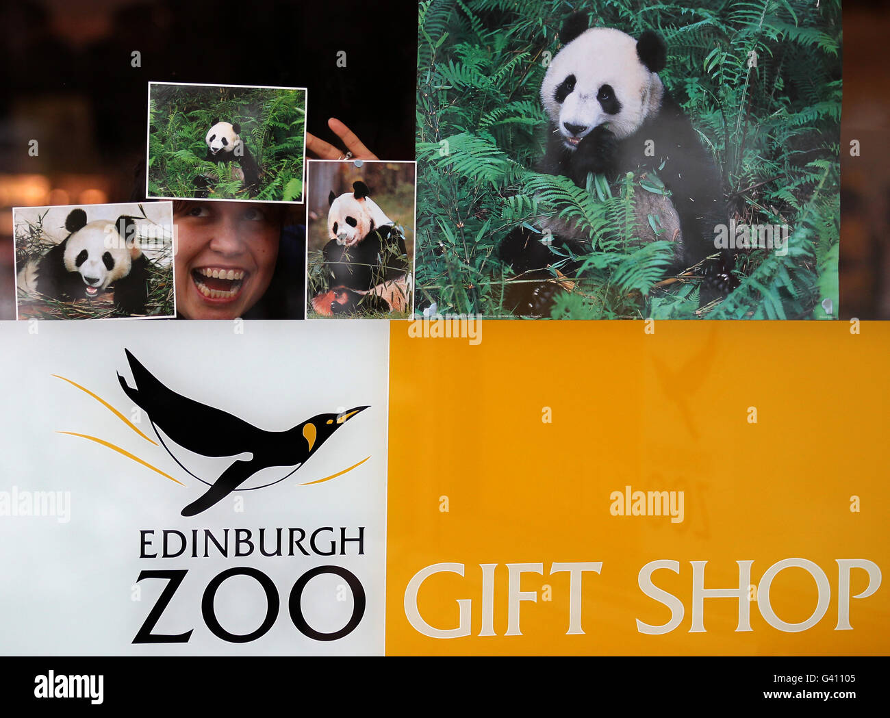 Edinburgh Zoo to receive giant pandas Stock Photo - Alamy