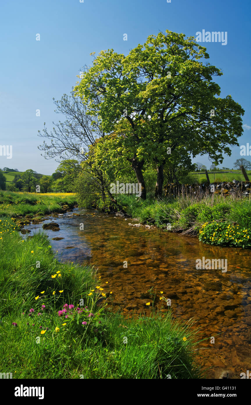 UK,North Yorkshire,Malham,Malham Beck and Yorkshire Dales Countryside Stock Photo
