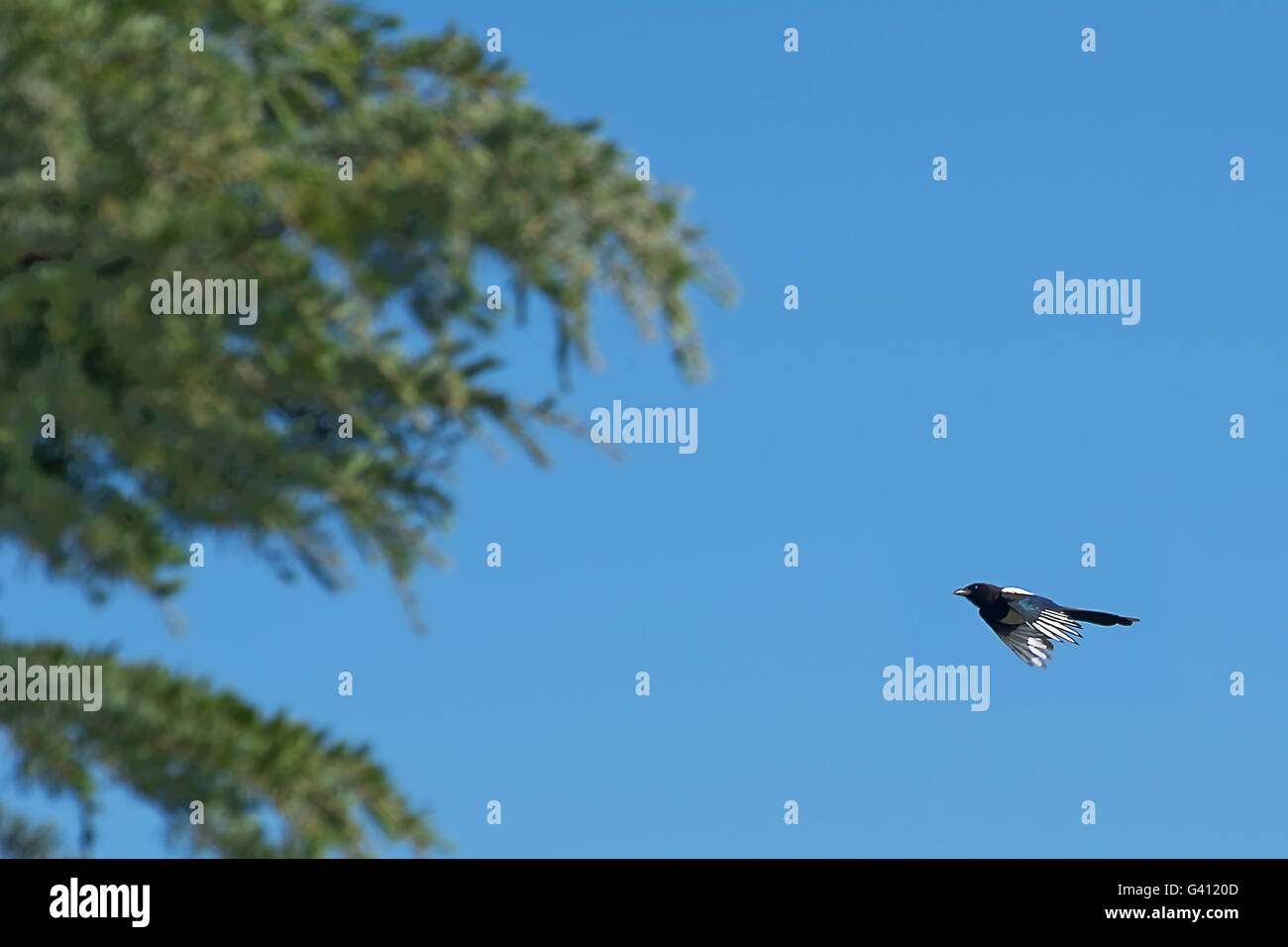 Common magpie flying toward the tree Stock Photo