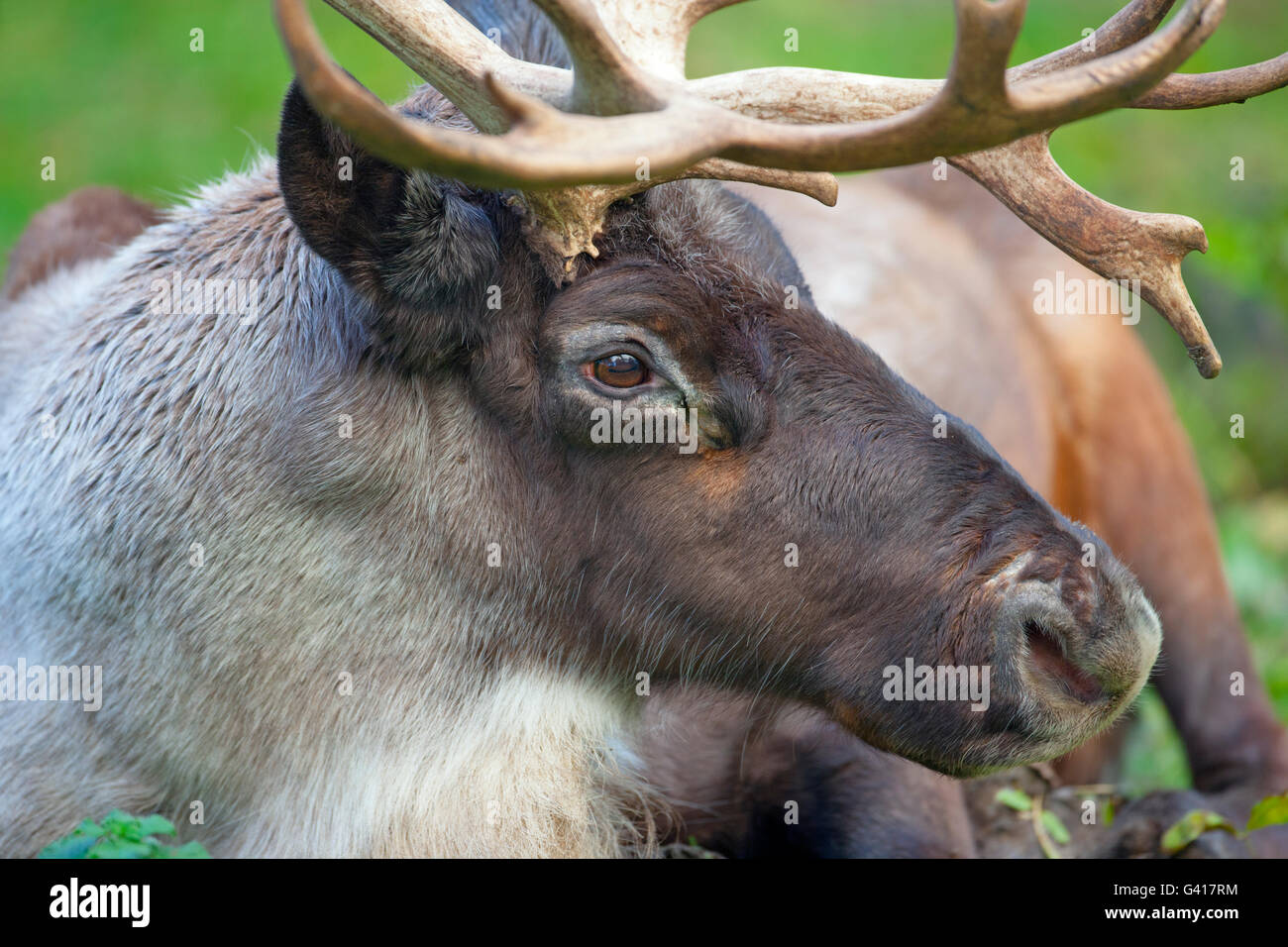 Reindeer Rangifer tarundus Male portrait in woodland Stock Photo
