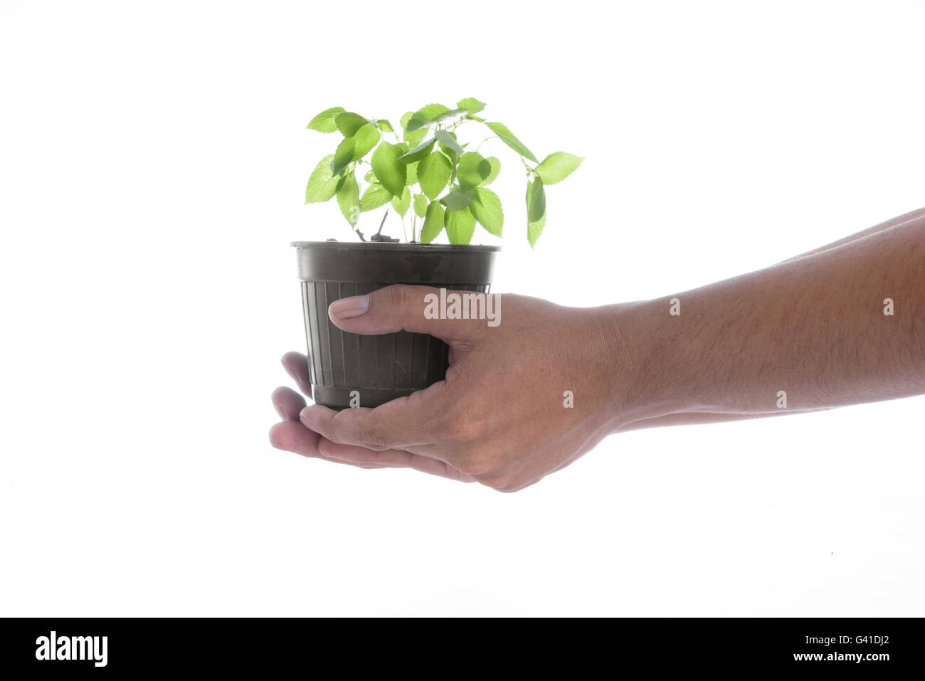 Man hand holding a little green tree plant on white background Stock Photo