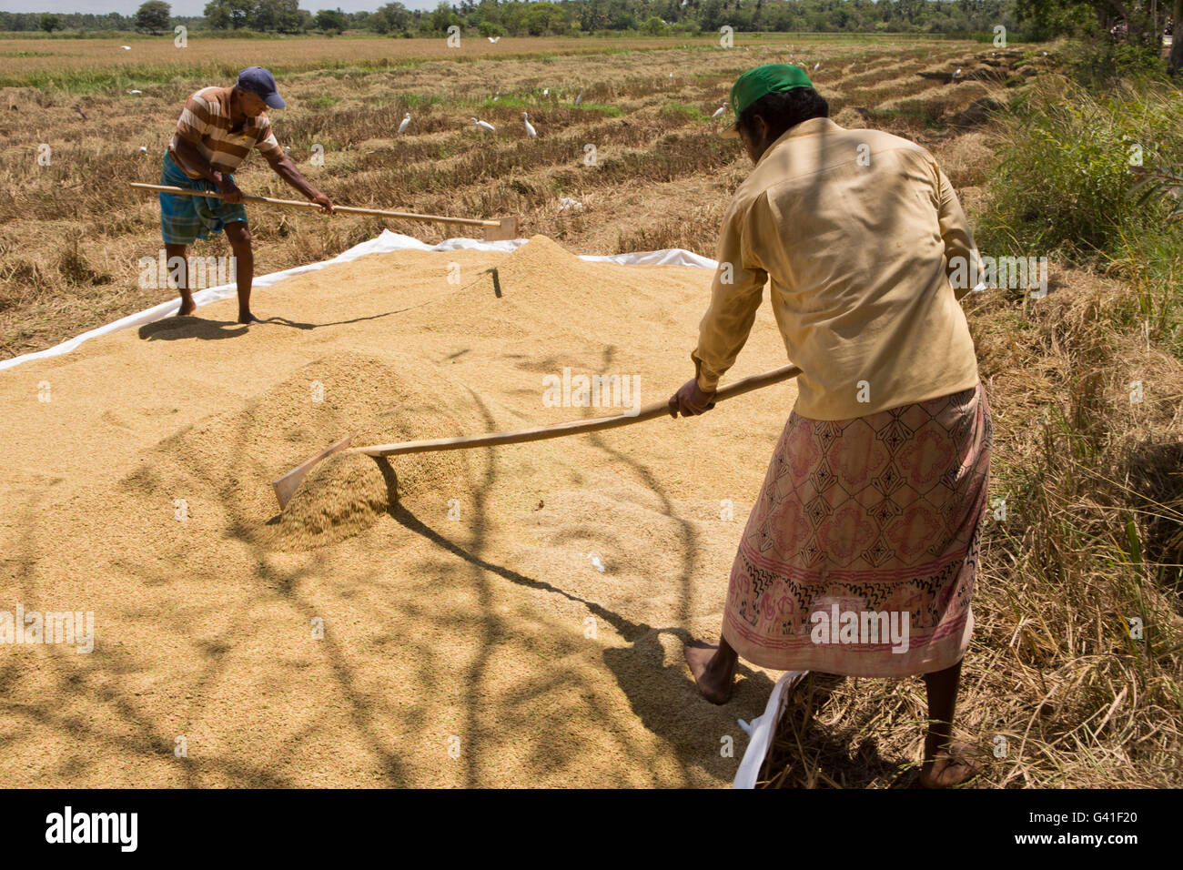 Sri Lanka, Hambantota, man raking pile of harvested rice to dry Stock Photo