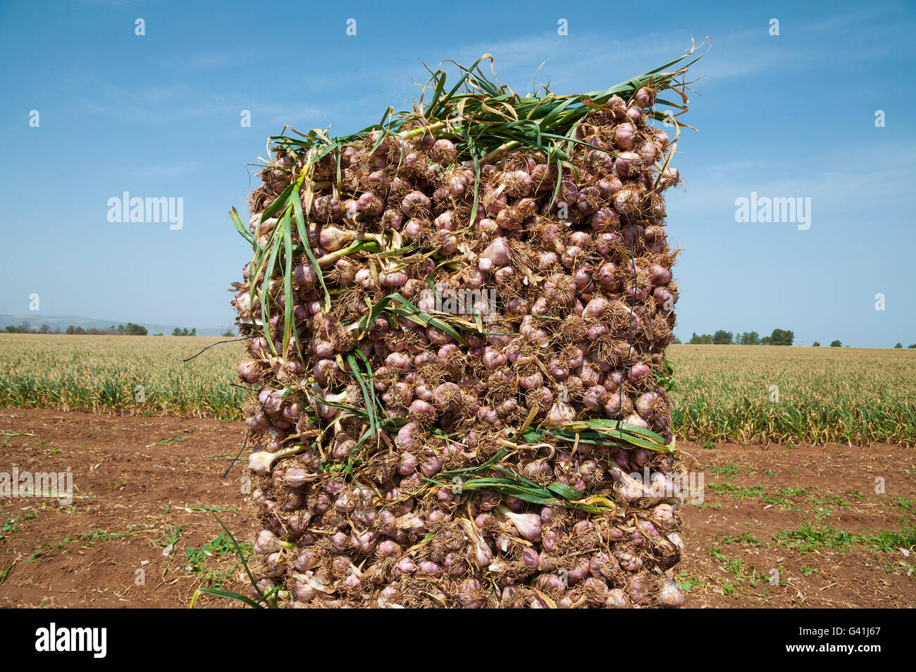 Garlic heap, Garlic Field Stock Photo Alamy