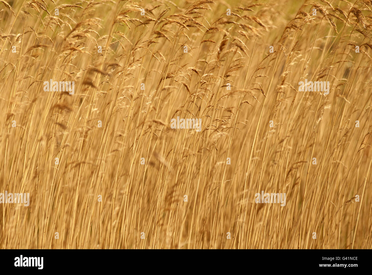 Field of dry grass hi-res stock photography and images - Alamy