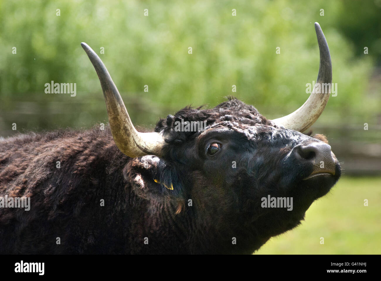 Black Dexter cow at Bede's World Stock Photo