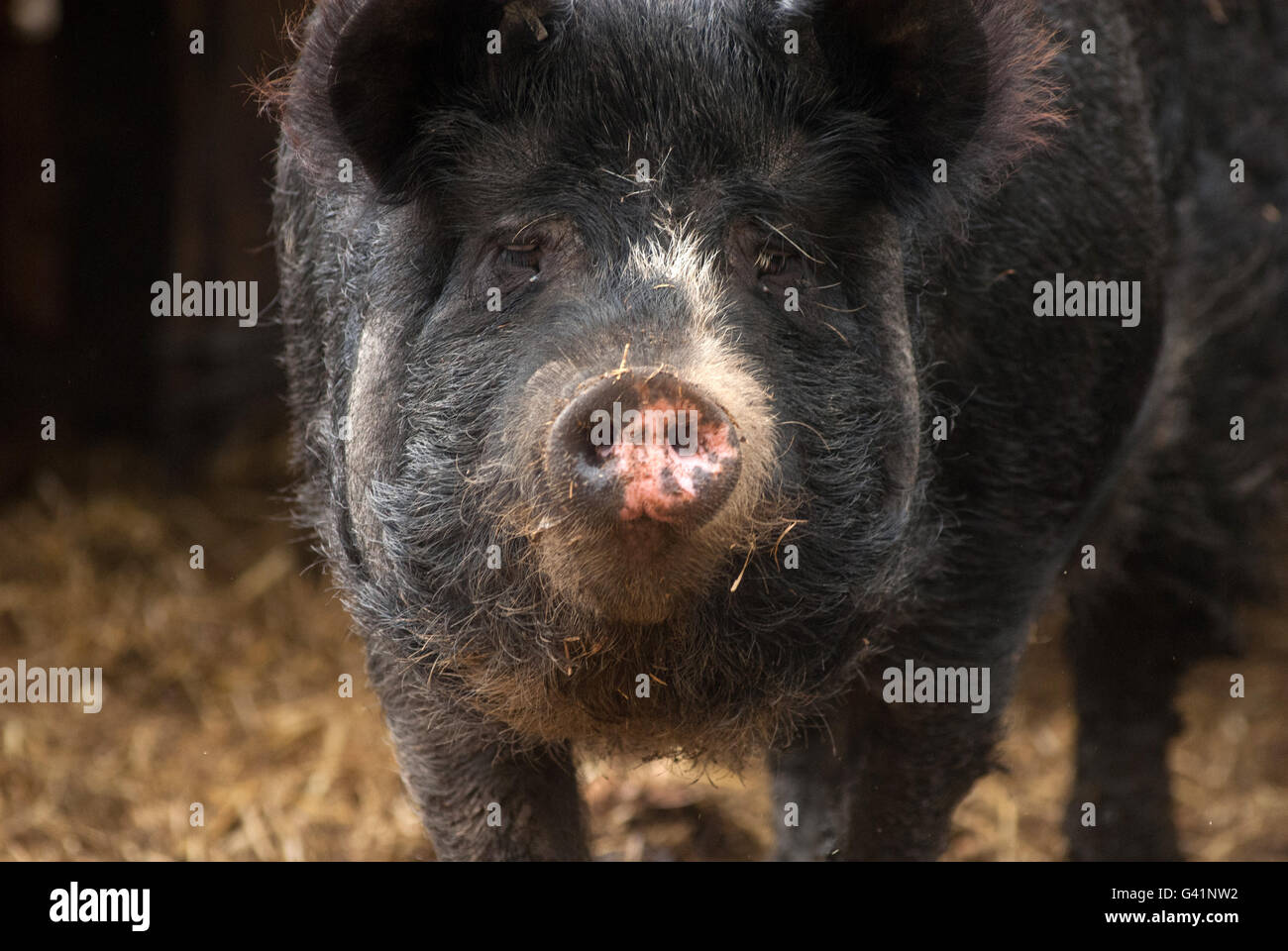 Rare breed pig hires stock photography and images Alamy