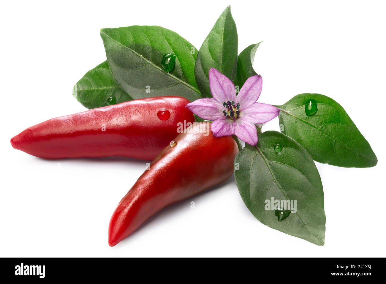 Hot Jalapeno Pepper (Capsicum Annuum) with leaves and flower. Clipping paths for both pepper and shadow, infinite depth of field Stock Photo