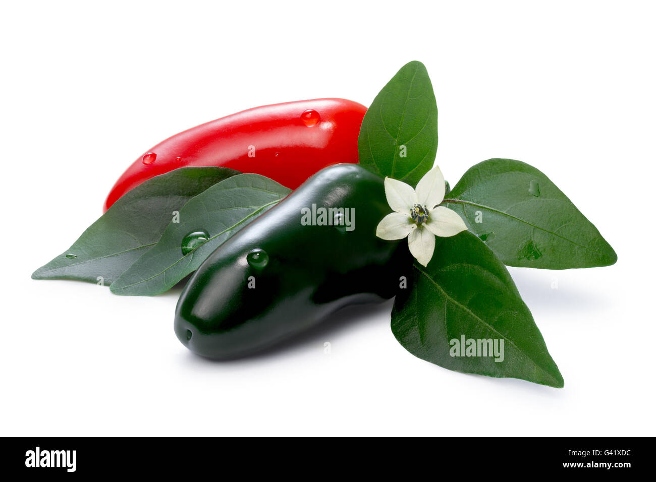 Hot Laminada Peppers (Capsicum Annuum), red and green, with leaves and flower. Clipping paths for both peppers and shadow, infin Stock Photo