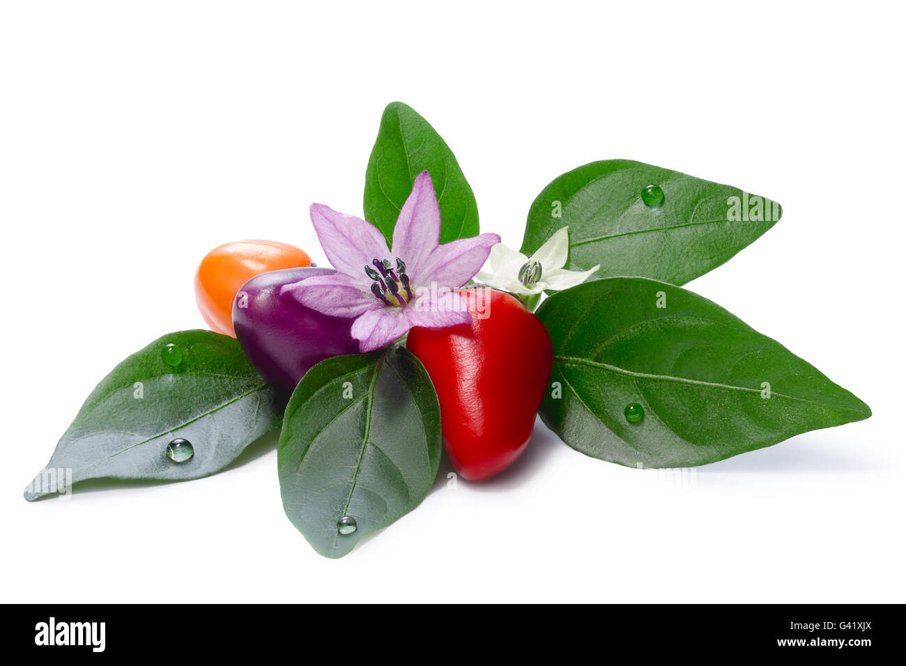 Bolivian rainbow peppers hires stock photography and images Alamy