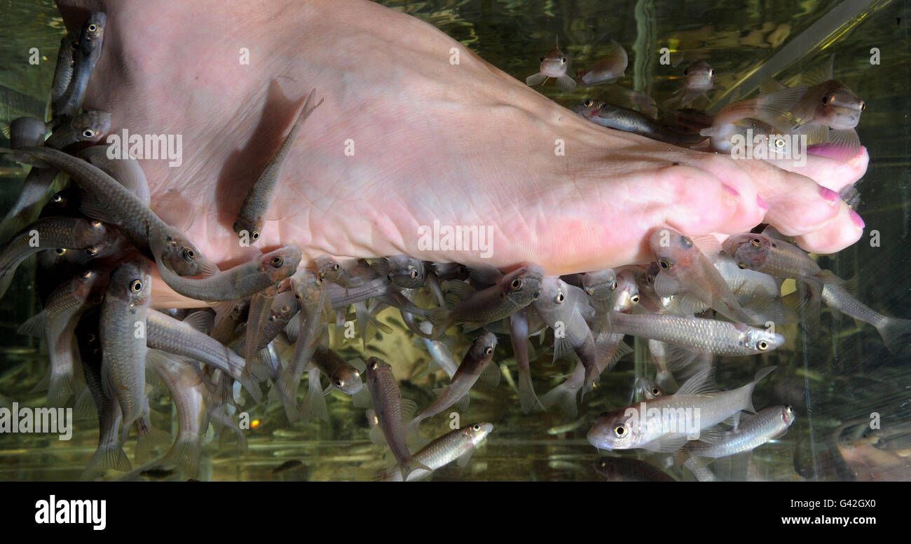 Fish spa pedicure Stock Photo - Alamy