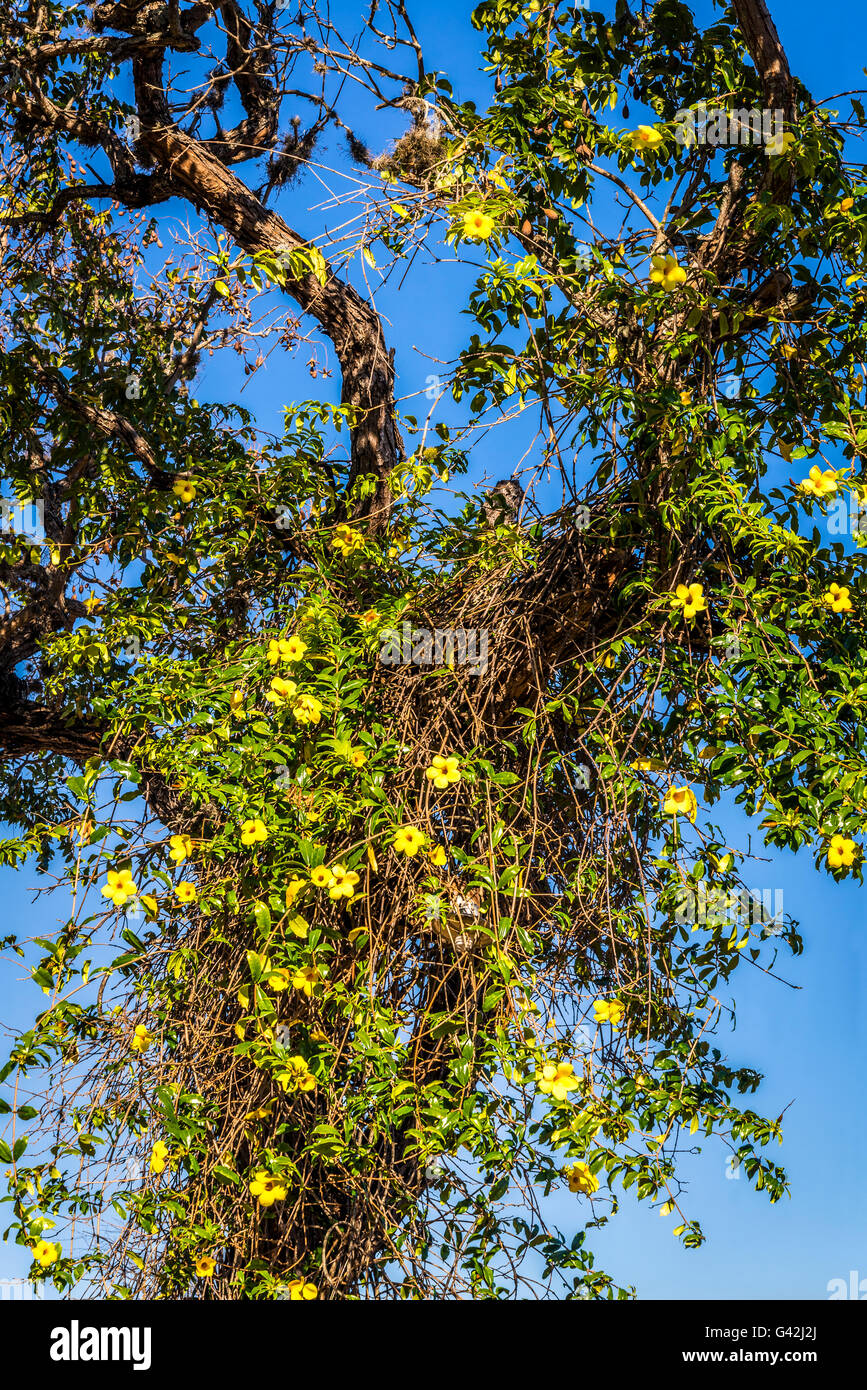 Tree with yellow flowers, Fazenda Pratinha, Chapada Diamantina, Iraquara, Bahia, Brazil Stock Photo