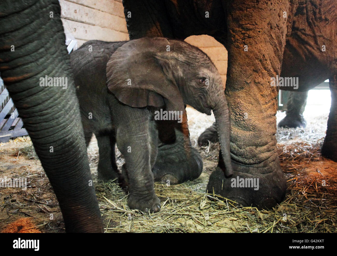 African elephant calf Stock Photo Alamy