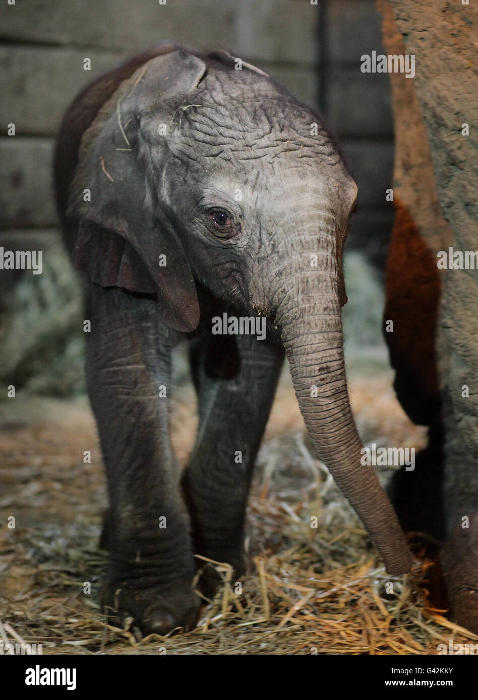 African elephant calf Stock Photo Alamy
