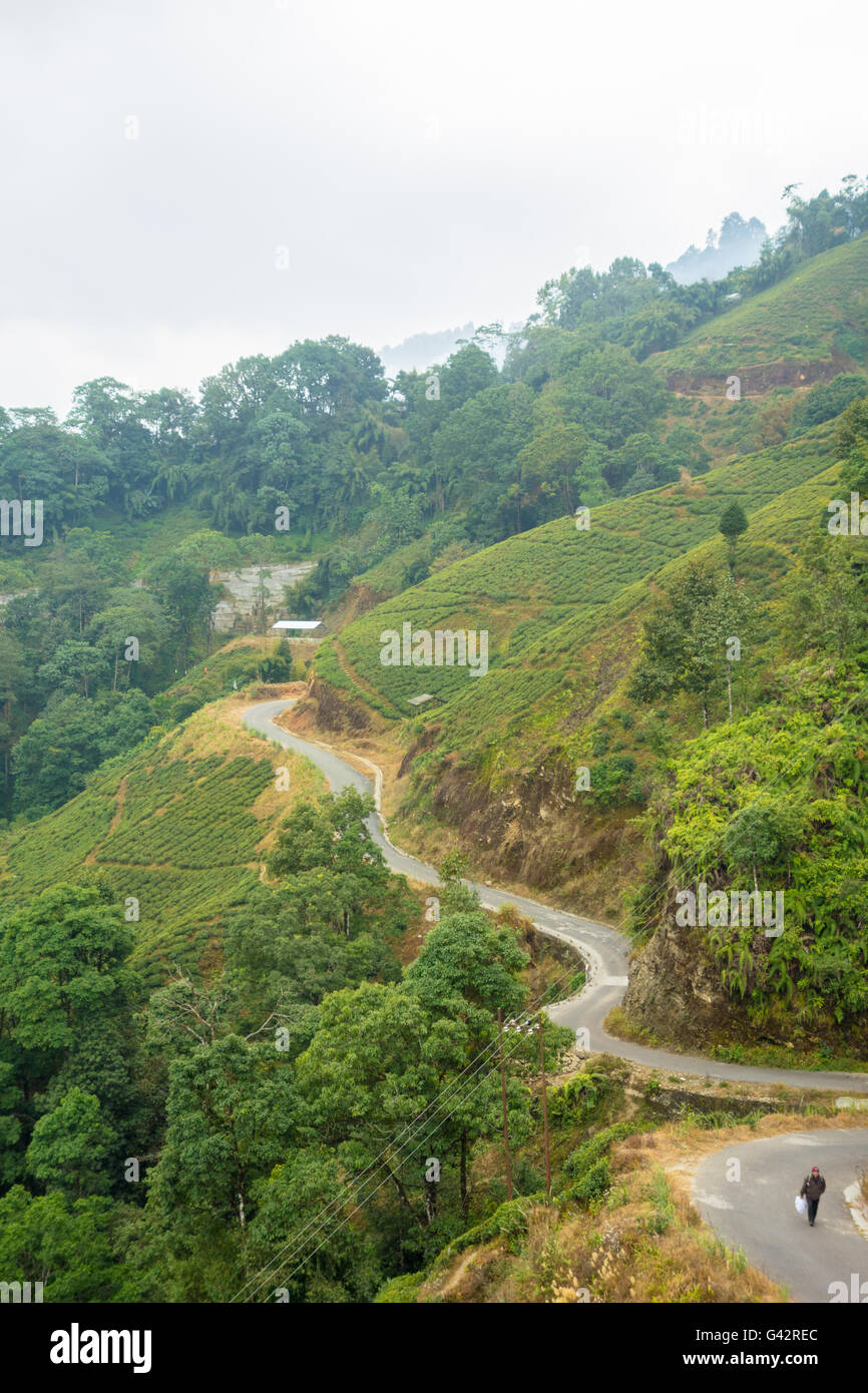 View from Darjeeling Ropeway - Lone man walking on a long curvy empty road through tea plantations. Stock Photo