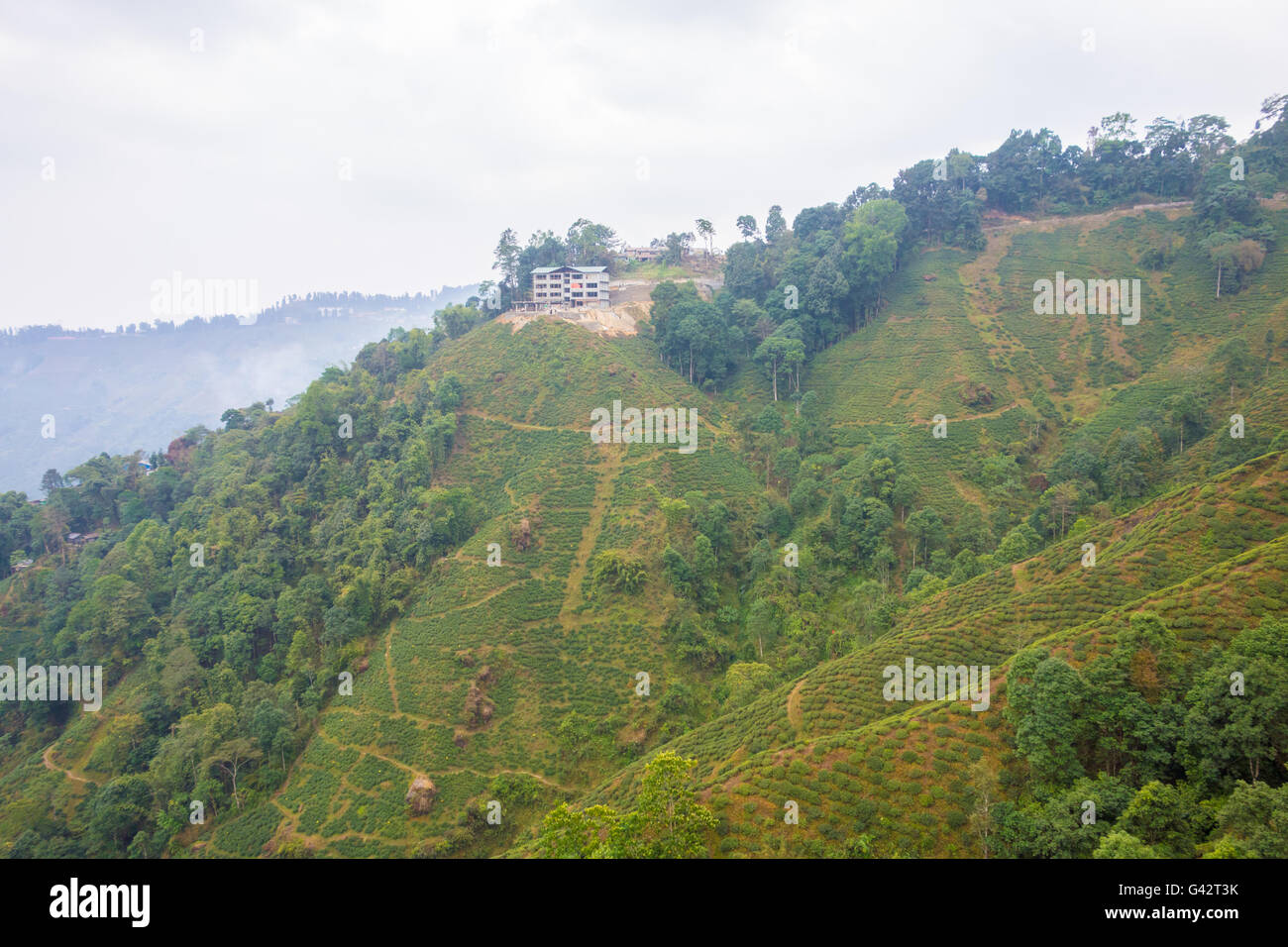 Beautiful view of the Rangeet valley greenery and tea plantations from Darjeeling Ropeway Stock Photo