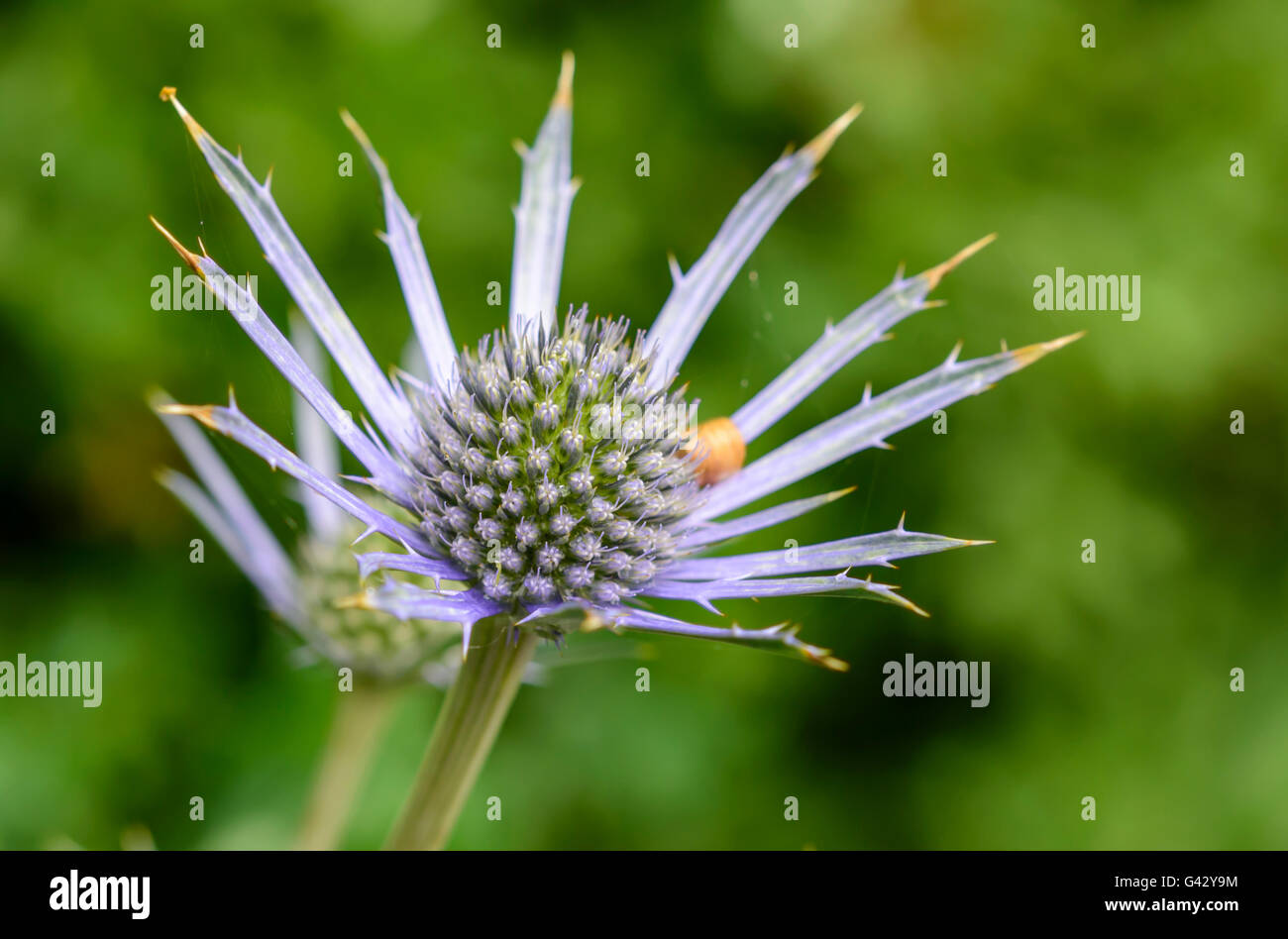 Early stages of Sea Holly, also known as Oliver eryngo (Eryngium x oliverianum) growing in June in West Sussex, England, UK. Stock Photo