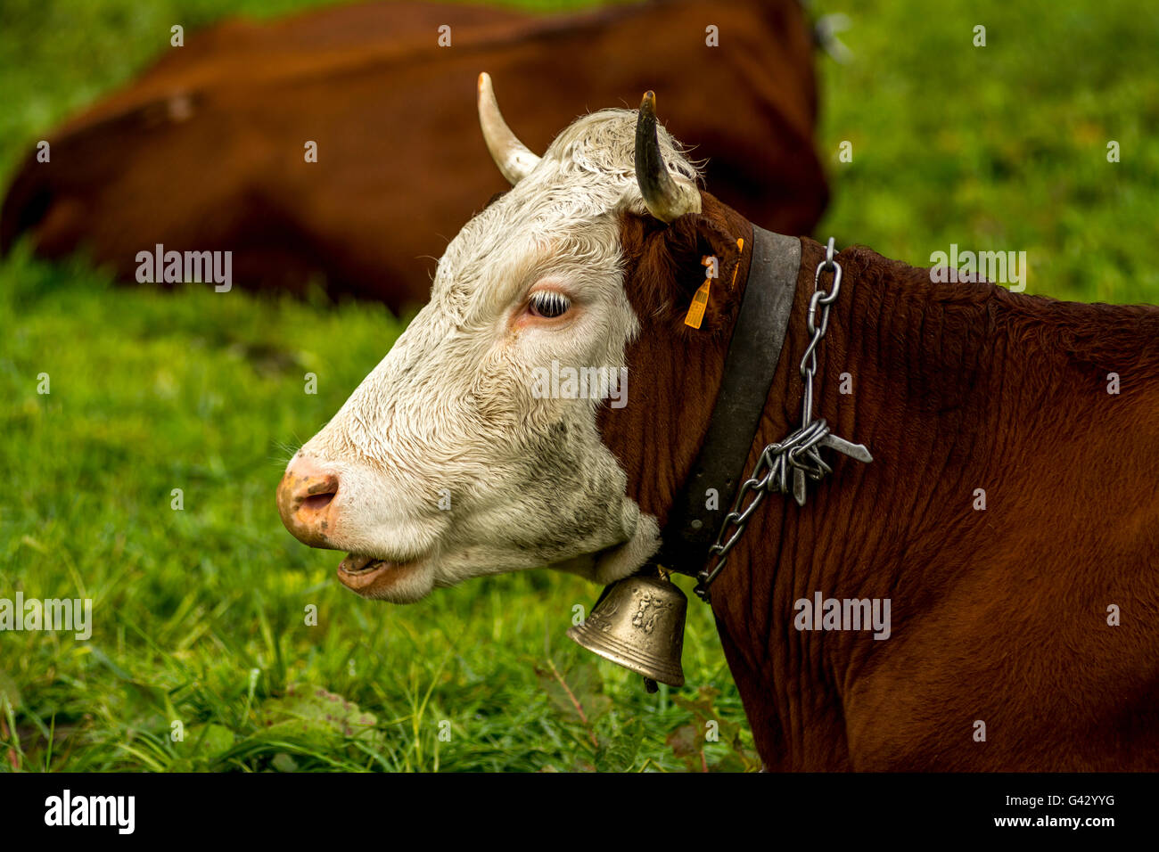 Abondance cows in the French Alps, Haute Savoie, France, Europe Stock Photo